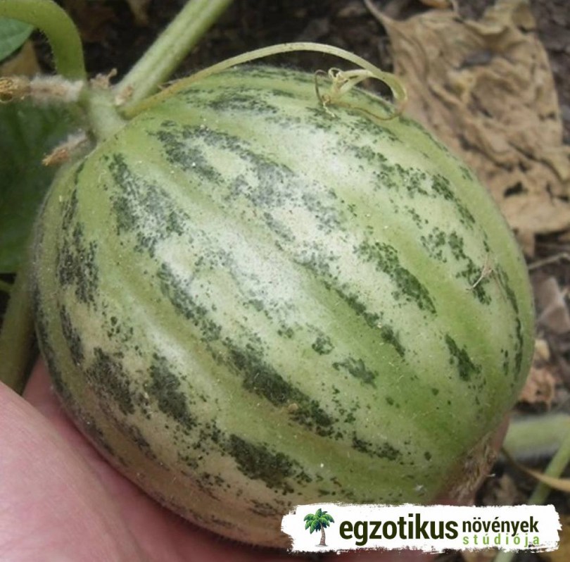 Cianciuffo , Fasano-i gömbuborka , uborkadinnye, Cucumis melo, uborka